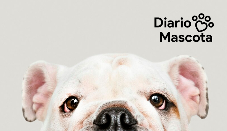 los perros pueden detectar el estrés de sus dueños