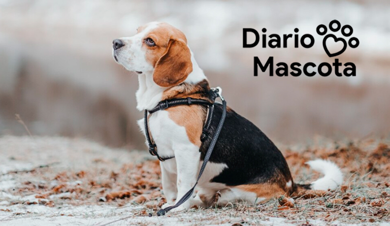 Consejos veterinarios para proteger a tu perro o gato del frío este invierno