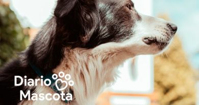 ¿Puedo dejar a mi perro en la terraza por la noche? Consejos seguros y alternativas