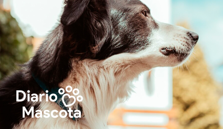 ¿Puedo dejar a mi perro en la terraza por la noche? Consejos seguros y alternativas